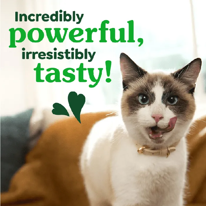 Greenies Feline Catnip dental treats cat lifestyle