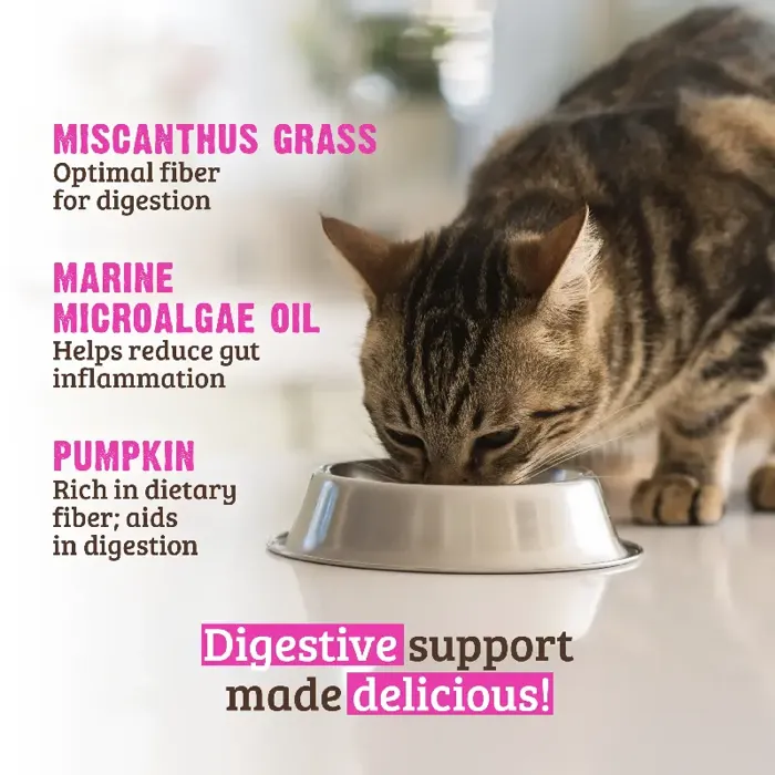 Rawz Cat Digestive Support Chicken Pork Pumpkin Can 5.5oz 24/cs