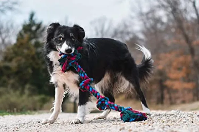 Mammoth Color 4 Knot Tug Flossy Chew Rope Large