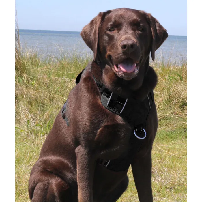 Bay Dog Chesapeake Harness Covert Black on dog